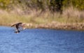 Flying osprey Pandion haliaetus bird clutching a fish