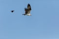 Flying osprey Pandion haliaetus bird with wings spread and talons out against a blue sky with a male red winged blackbird Royalty Free Stock Photo