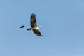 Flying osprey Pandion haliaetus bird with wings spread and talons out against a blue sky with a male red winged blackbird Royalty Free Stock Photo