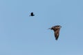 Flying osprey Pandion haliaetus bird with wings spread and talons out against a blue sky with a male red winged blackbird Royalty Free Stock Photo