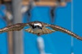 Flying Osprey or Sea Hawk