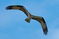 Flying Osprey or Sea Hawk