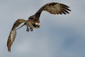 Flying Osprey or Sea Hawk