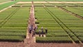 Flying over the field with different varieties of wheat. Scienti Royalty Free Stock Photo