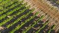 Flying over the green plantations of fruit trees. Aerial shot