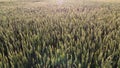 Flying over green tops of young wheat sprouts on sunny morning. Royalty Free Stock Photo