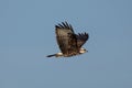 Female Snail Kite in the blue sky above Royalty Free Stock Photo