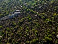 flying over the shrubbery with white blooming cherry trees and fresh green