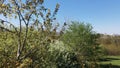 Flying over the trees in the spring park. There are young foliage and white flowers on the trees. Aerial photography of nature