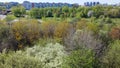 Flying over the trees in the spring park. There are young foliage and white flowers on the trees. Aerial photography of nature