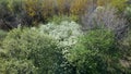 Flying over the trees in the spring park. There are young foliage and white flowers on the trees. Aerial photography of nature