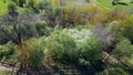 Flying over the trees in the spring park. There are young foliage and white flowers on the trees. Aerial photography of nature