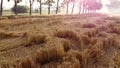 Flying over a wheat field on an early summer morning. Royalty Free Stock Photo