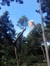 Owl Flying off a Branch