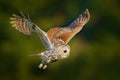 Flying owl. Owl in the forest. Owl in fly. Action scene with owl. Flying Eurasian Tawny Owl, Strix aluco, with nice green.