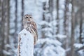 Flying owl in the snowy forest. Action scene with Eurasian Tawny Owl, Strix aluco, with nice snowy blurred forest in background