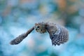 Flying owl in the snowy forest. Action scene with Eurasian Tawny Owl, Strix aluco, with nice snowy blurred forest in background