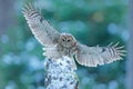 Flying owl in the snowy forest. Action scene with Eurasian Tawny Owl, Strix aluco, with nice snowy blurred forest in background