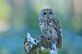 Flying owl in the snowy forest. Action scene with Eurasian Tawny Owl, Strix aluco, with nice snowy blurred forest in background