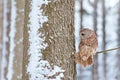 Flying owl in the snowy forest. Action scene with Eurasian Tawny Owl, Strix aluco, with nice snowy blurred forest in background