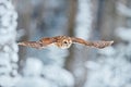 Flying owl in the snowy forest. Action scene with Eurasian Tawny Owl, Strix aluco, with nice snowy blurred forest in background