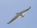 Flying pacific gull Royalty Free Stock Photo