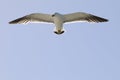 Flying pacific gull Royalty Free Stock Photo