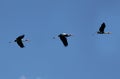 Flying painted stork Royalty Free Stock Photo