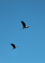 Flying painted stork Royalty Free Stock Photo