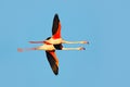 Flying pair of nice pink big bird Greater Flamingo, Phoenicopterus ruber, with clear blue syk, Camargue, France. Greater Flamingo, Royalty Free Stock Photo