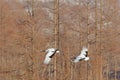 Flying pair of Red-crowned cranes with, forest background, Hokkaido, Japan. Pair of beautiful birds, wildlife scene from nature.