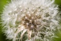 Flying parachutes - dandelion Royalty Free Stock Photo