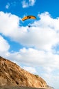 Flying paraglider