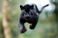 flying parterre in the air. very high jump. aggressive look. close-up against the backdrop of nature. wild nature. Black Spotted