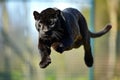 flying parterre in the air. very high jump. aggressive look. close-up against the backdrop of nature. wild nature. Black Spotted