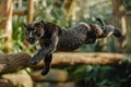 flying parterre in the air. very high jump. aggressive look. close-up against the backdrop of nature. wild nature. Black Spotted