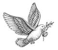 Flying peace dove with olive branch. Spiritual purity symbol sketch. Vector illustration in vintage engraving style Royalty Free Stock Photo