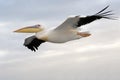 Flying Pelican Royalty Free Stock Photo