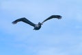 The Flying Pelican Royalty Free Stock Photo