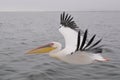 Flying pelican