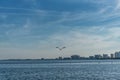 Flying Pelican Bird in Clearwater Beach, Florida. Royalty Free Stock Photo