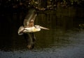 Flying Pelican - Great white Pelican flying over the lake water at sunset Royalty Free Stock Photo