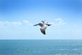 Flying Pelican Sky Ocean Florida Royalty Free Stock Photo