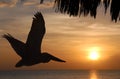 Flying pelican at sunset Royalty Free Stock Photo