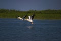 Flying Pelicans Royalty Free Stock Photo