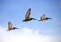 Flying Pelicans Royalty Free Stock Photo