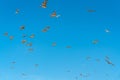 Flying pelicans and blue sky background Royalty Free Stock Photo