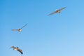 Flying pelicans and clear blue sky on background