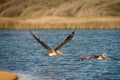 Flying pelicans close-up, blue river and green hills background Royalty Free Stock Photo