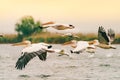 Flying Pelicans in the Danube Delta, Europe, Romania Royalty Free Stock Photo